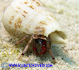 hermit crab in his shell