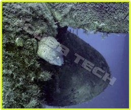Zenobia wreck: Moray eel at the propellor of Zenobia