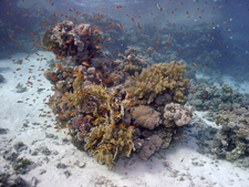 coral reef on padi project aware scuba courses